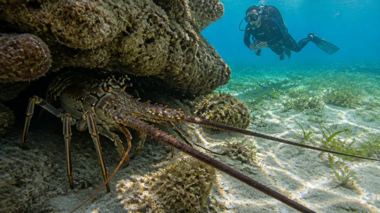 Key West Lobster Season Guide (Florida Spiny Lobster)