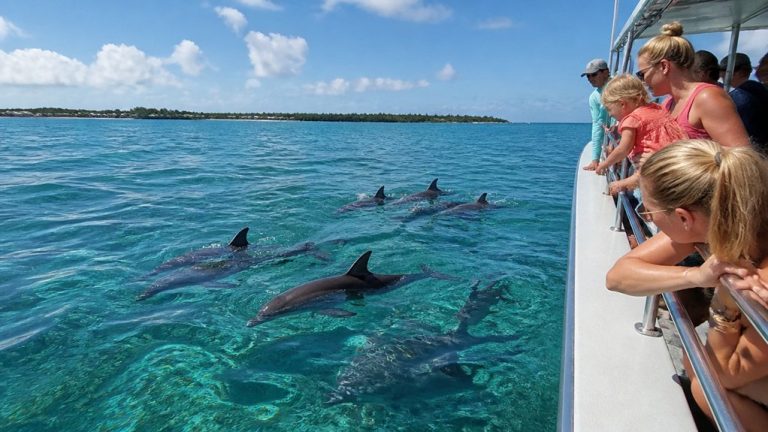 guided key west dolphin excursions