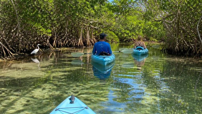 Key West Kayaking: Mangroves and Wildlife Guide