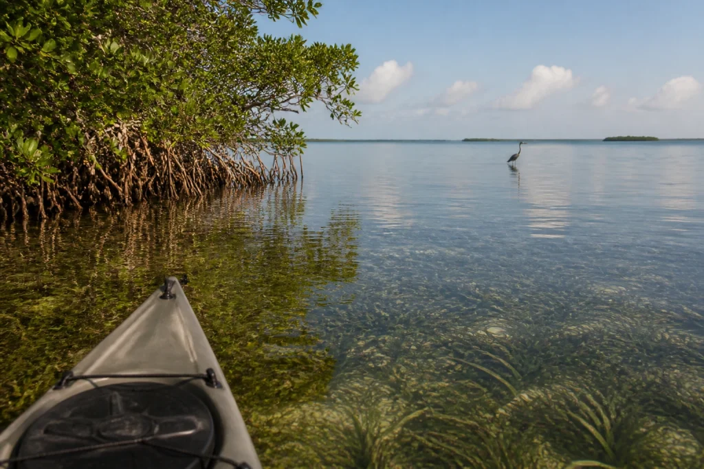 Shallow water, seagrass, and mangroves on a Geiger Key paddle route.