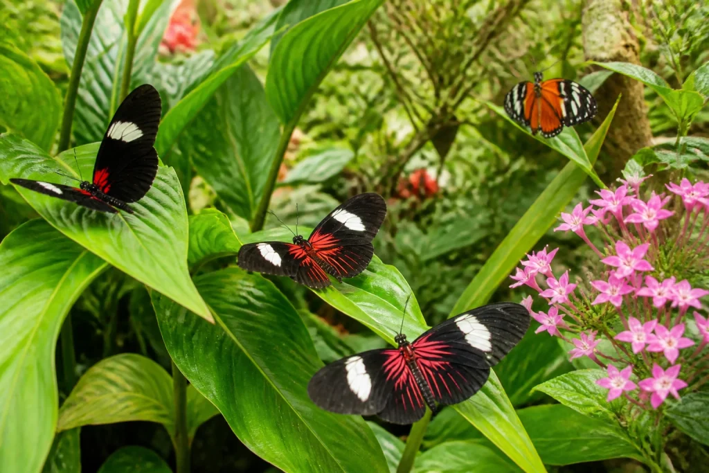 Colorful butterflies resting on tropical leaves inside the conservatory