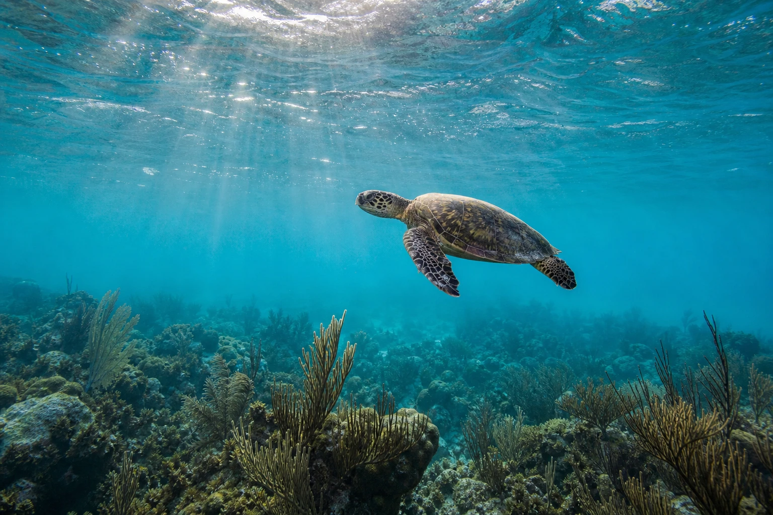 Key West Sea Turtle Tours: Best Ways to Spot Turtles
