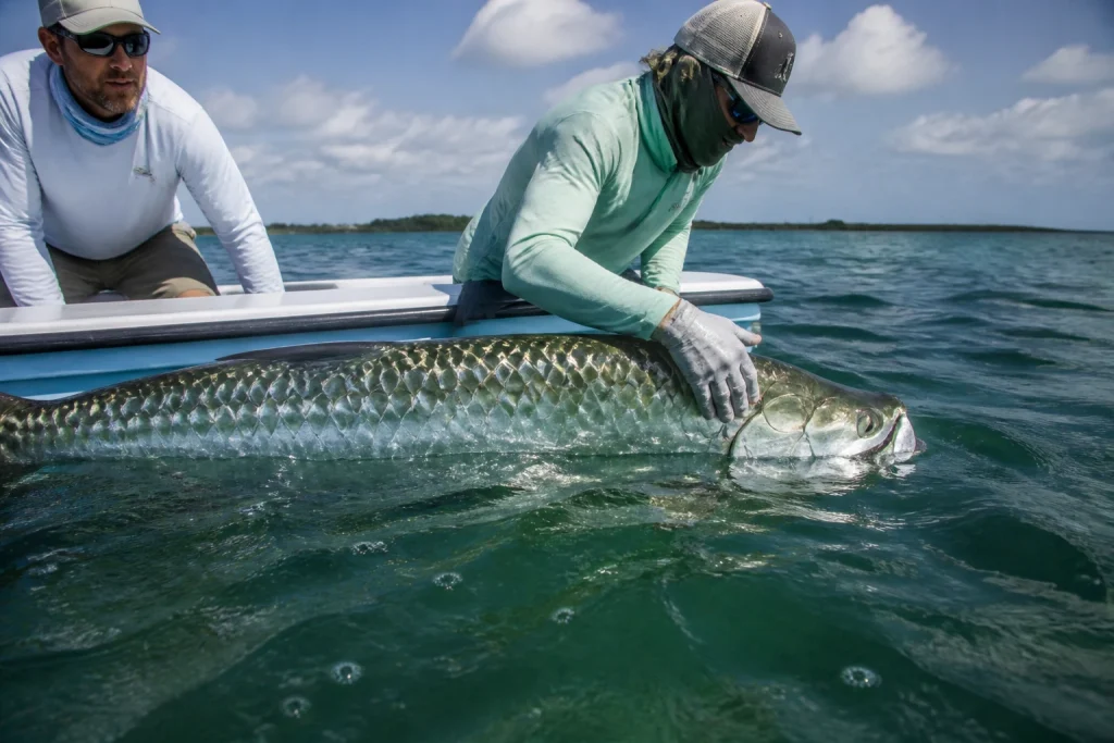 Captain completing an in-water tarpon release beside a fishing boat
